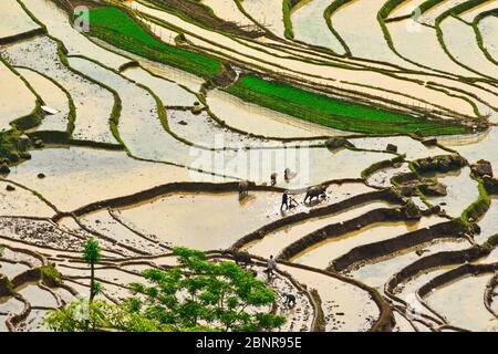 Y TY, LAO CAI, VIETNAM - MAY 9, 2020: Ethnic farmers working in a traditional way on terraces for a new crop utilizing natural water from mountains. Stock Photo