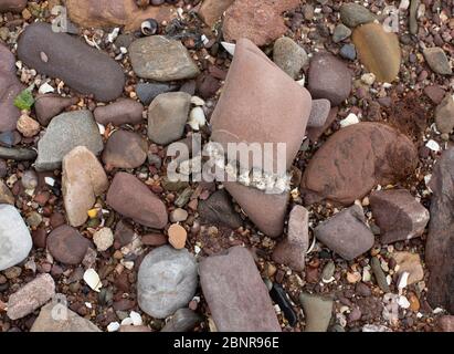 Assortment of Rocks on Beach. Stock Photo