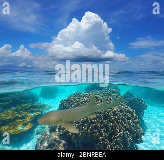 Tropical seascape, blue sky with cloud and corals with a nurse shark underwater, split view over under water, Caribbean sea, Panama, Central America Stock Photo