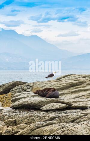 A wild fur seal (kekeno) resting on the rocks at Kaikoura in New Zealand. Stock Photo