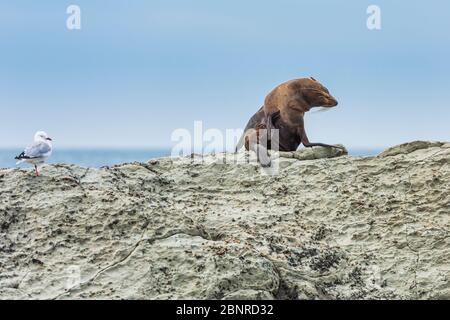 A wild fur seal (kekeno) resting on the rocks at Kaikoura in New Zealand. Stock Photo