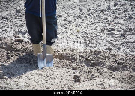 Gardener digging in a garden with a spade. Worker digs the black soil with shovel in the vegetable garden. Soil preparing for planting in spring. Gard Stock Photo