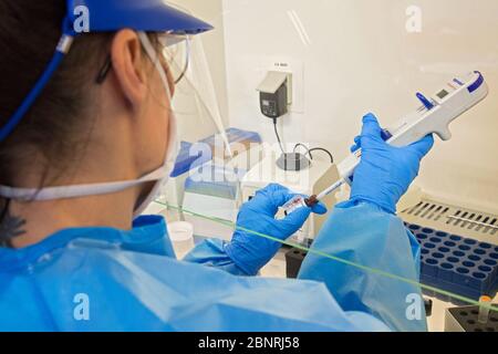 Campobasso,Molise region,Italy:A nurse from the Cardarelli hospital analysis laboratory, dressed in overalls and protective masks, proceeds to kill th Stock Photo