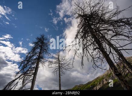 Charred Remnants of a Mountain Forest Stock Photo