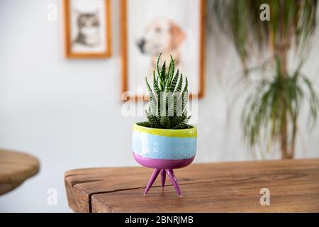 cactus in a handmade ceramic pot on a wooden table in a living-room Stock Photo