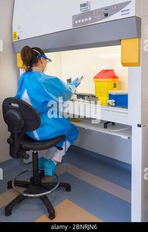 Campobasso,Molise region,Italy:A nurse from the Cardarelli hospital analysis laboratory, dressed in overalls and protective masks, proceeds to kill th Stock Photo