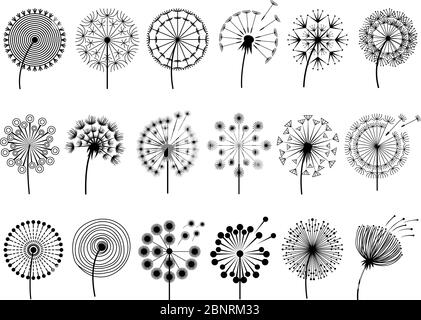 Dandelion silhouettes. Herbal illustrations flowers decoration concept vector botany illustrations Stock Vector