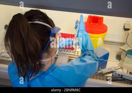 Campobasso,Molise region,Italy:A nurse from the Cardarelli hospital analysis laboratory, dressed in overalls and protective masks, proceeds to kill th Stock Photo