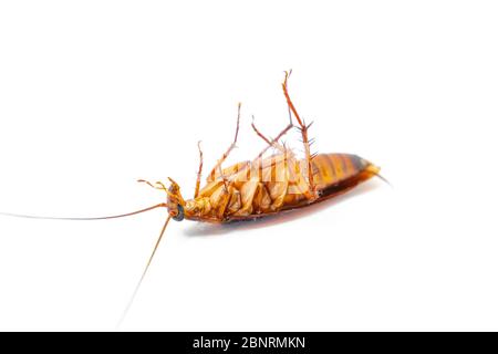 A Dead cockroach on white background, Concept the problem in the house because of cockroaches living in the kitchen and pest control, using poisonous Stock Photo