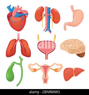 Human organs. Heart kidneys lungs liver stomach anathomy cartoon vector pictures collection Stock Vector