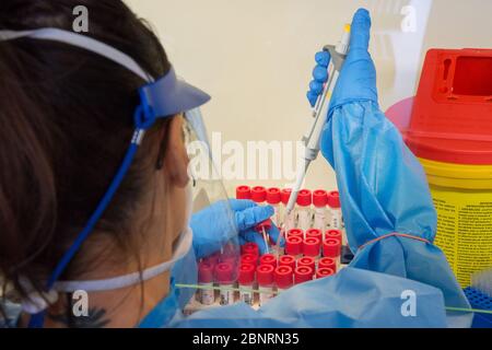 Campobasso,Molise region,Italy:A nurse from the Cardarelli hospital analysis laboratory, dressed in overalls and protective masks, proceeds to kill th Stock Photo