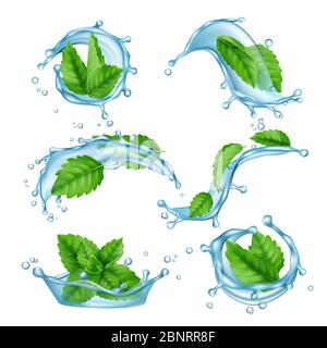 Fresh water mint. Liquid splashes with green menthol leaf for drink vector realistic collection Stock Vector