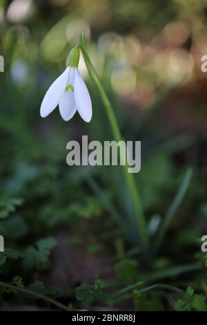 Galanthus nivalis, Snowdrop. Wild plant shot in the spring. Stock Photo