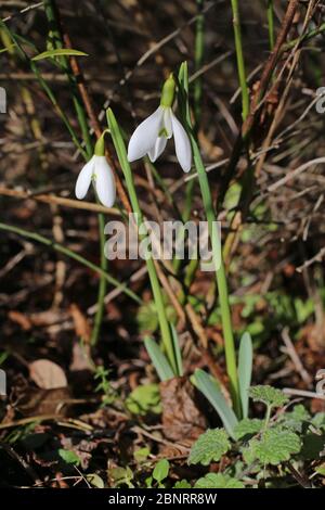 Galanthus nivalis, Snowdrop. Wild plant shot in the spring. Stock Photo