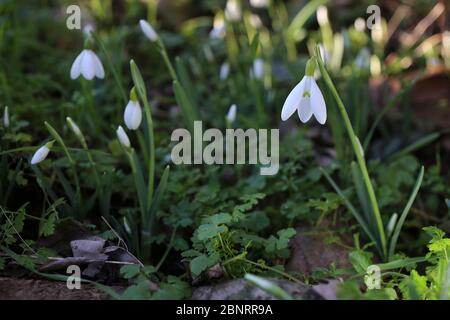 Galanthus nivalis, Snowdrop. Wild plant shot in the spring. Stock Photo