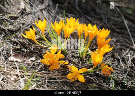 Crocus flavus - Wild plant shot in the spring. Stock Photo