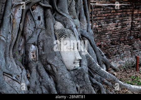 Buddha head in the banyan tree's root. Name of this place ' Wat Mahathat ' temple and another spelling is ' Wat Maha That 'the temple in Ayutthaya Pro Stock Photo