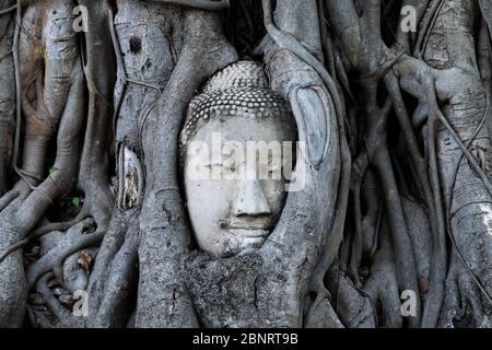 Buddha head in the banyan tree's root. Name of this place ' Wat Mahathat ' temple and another spelling is ' Wat Maha That 'the temple in Ayutthaya Pro Stock Photo