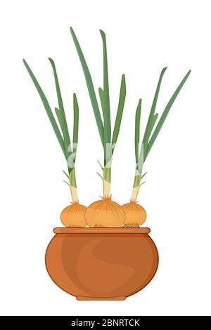 Onion in pot isolated on white background. Cultivation of onions on the windowsill. Sprout onion growing in the clay pot. Stock vector illustration Stock Vector
