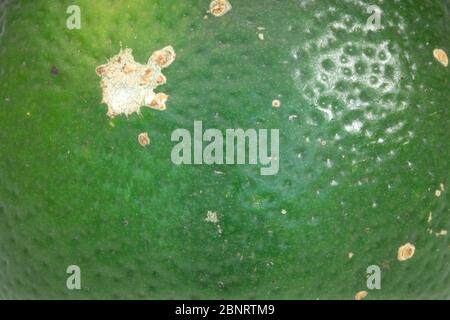 Shell Texture Fresh organic rustic slice lime isolated on white background Stock Photo