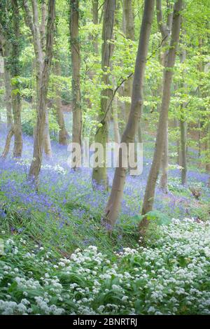 A beech tree wood full of wildflowers including bluebells and ramsons, wild garlic in late Spring in England, with a footpath running through the wood Stock Photo
