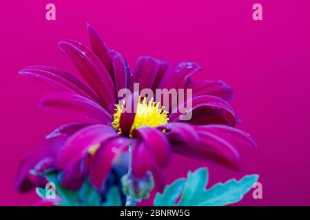 Purplish-red chrysanthemums flowering plants, also known as mums or chrysanths, in natural light over magenta background Stock Photo