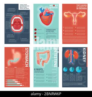 Medical infographic pages. Health digestive systems healthcare human biology vector catalog template Stock Vector