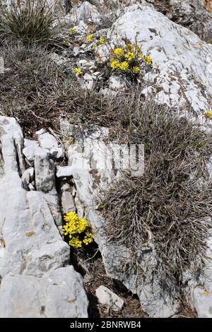 Draba lasiocarpa, Woolly-Fruited Whitlow-Grass. Wild plant shot in the spring. Stock Photo