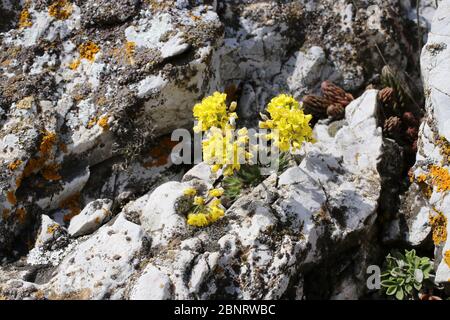 Draba lasiocarpa, Woolly-Fruited Whitlow-Grass. Wild plant shot in the spring. Stock Photo