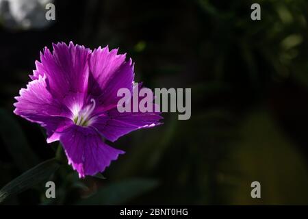 Cravina Dianthus chinensis  Flowers (China Pink) Stock Photo