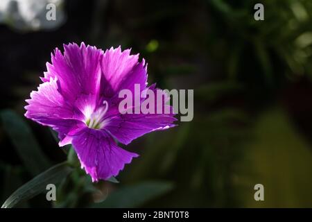 Cravina Dianthus chinensis  Flowers (China Pink) Stock Photo