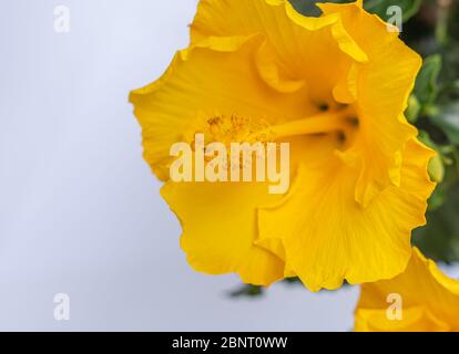 hibiscus yellow flower close up. hibiscus rosa sinensis. Selective focus Stock Photo