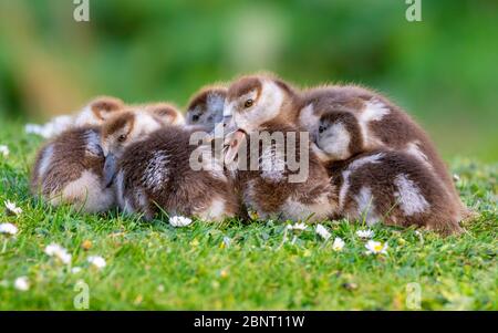 cute chicks of an egyptian goose new born babies birds in a park during spring season Stock Photo