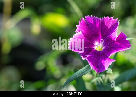 Cravina Dianthus chinensis  Flowers (China Pink) Stock Photo