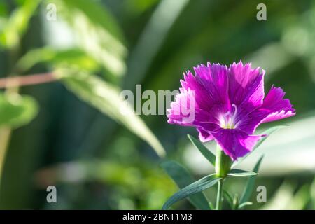 Cravina Dianthus chinensis  Flowers (China Pink) Stock Photo