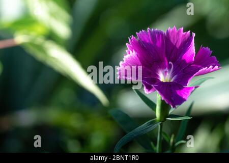 Cravina Dianthus chinensis  Flowers (China Pink) Stock Photo