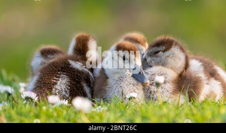 cute chicks of an egyptian goose new born babies birds in a park during spring season Stock Photo