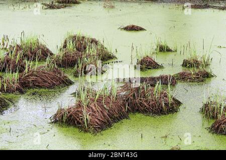 Swamp with bumps, grass and green mud. Duckweed on the surface of the water. Overgrown pond. Carrots with frogs. Dangerous wet bog. Stock Photo