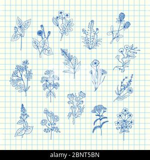 Vector hand drawn medical herbs set on blue cell sheet background illustration Stock Vector