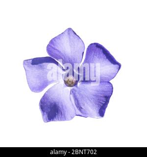 periwinkle flower close up isolated on a white background Stock Photo