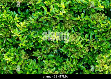 Bright fresh green leaves hedge wall background Stock Photo