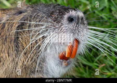 Detail of a Nutria or Coypu (Myocastor coypus) showing its incisors teeth and large nostrils. Stock Photo