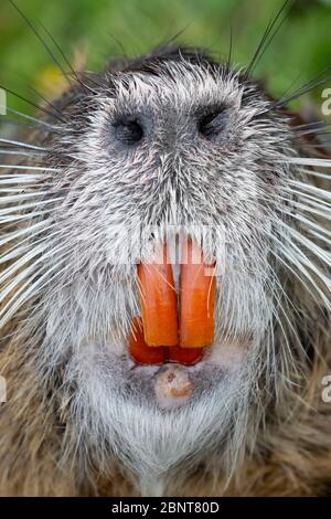 Detail of a Nutria or Coypu (Myocastor coypus) showing its incisors teeth and large nostrils. Stock Photo