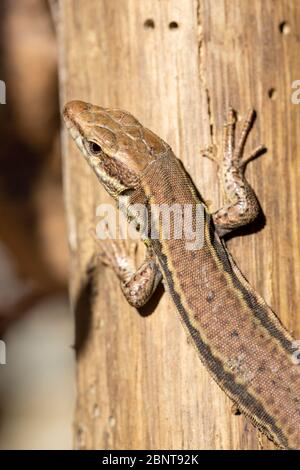 Top view of a Common Wall Lizard (Podarcis muralis) Stock Photo