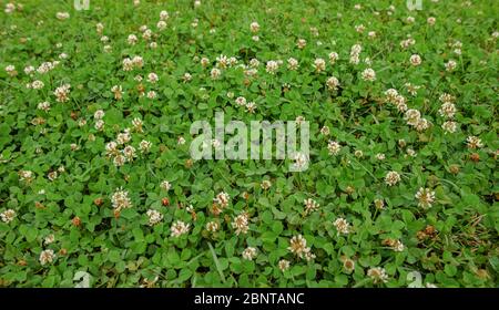 A greenish clover field natural background texture Stock Photo