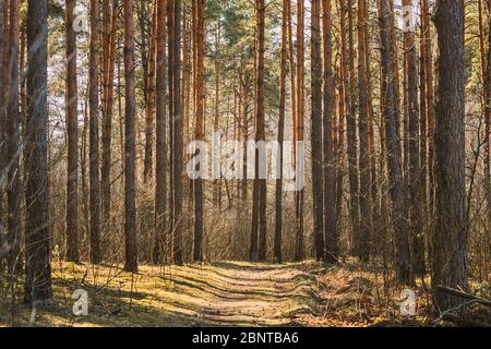 Forest Road Path Walkway Lane Through Spring Coniferous Forest In Sunny Day. Stock Photo