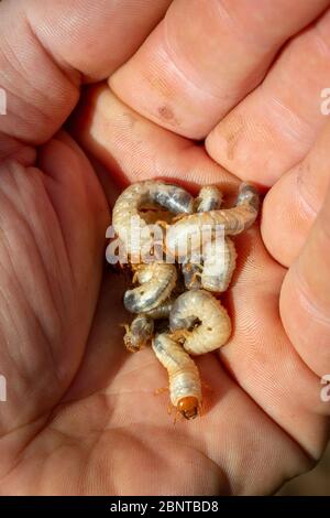 Top view close-up of many Scarab beetle larva or Chafer Grubs (Scarabaeidae) living in the soil of a lawn, collected in the hand while gardening. Stock Photo