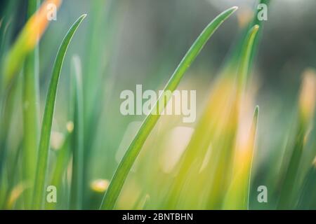 Scallions Or Green Onions, Spring Onions, Or Salad Onions. Young Spring Green Leaf Leaves Growing In Vegetable Garden. Healthy Vegetable. Stock Photo