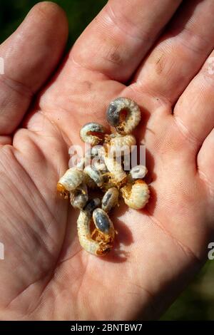 Top view close-up of many Scarab beetle larva or Chafer Grubs (Scarabaeidae) living in the soil of a lawn, collected in the hand while gardening. Stock Photo