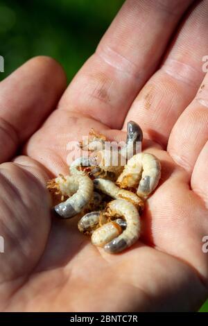 Top view close-up of many Scarab beetle larva or Chafer Grubs (Scarabaeidae) living in the soil of a lawn, collected in the hand while gardening. Stock Photo